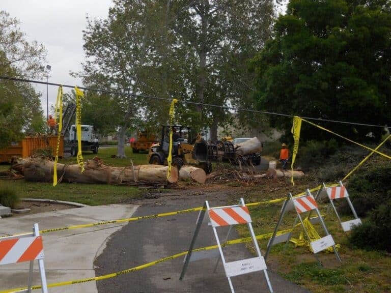Letter: Arborists on the job with downed tree