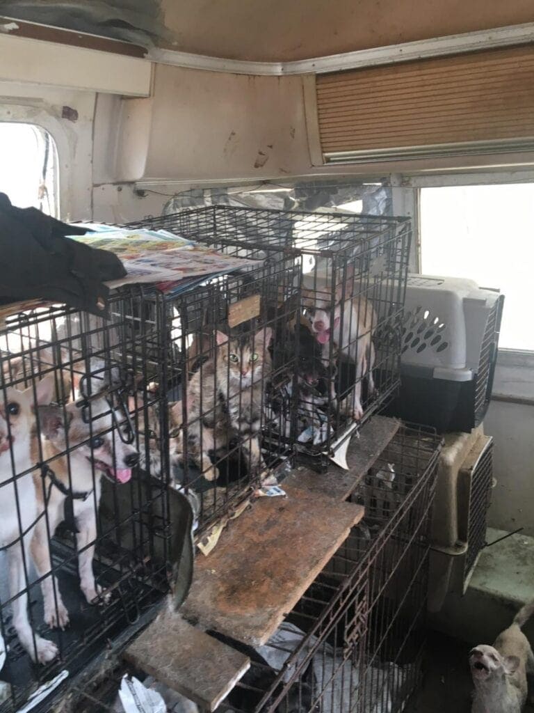 Photo - Many small Chihuahua-mix dogs pant without water in 111-degree heat, while stacked in 2-by-3-foot crates inside campers found Wednesday evening in Coarsegold. Some cats were also found, in worse condition. The campers had no power or water hookups.