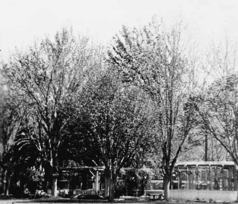 Attempted murder in Courthouse Park