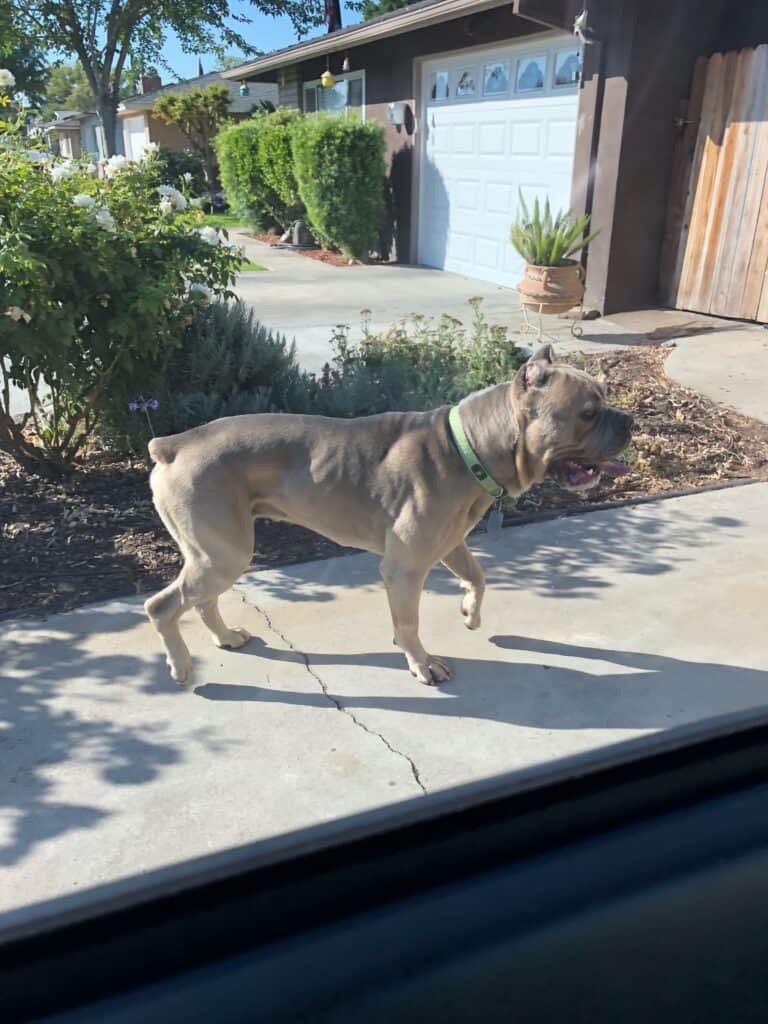 Photo - This dog, identified as a cane corso, attacked a Madera woman Sunday outside the church she attends. This photo was taken by another victim, who was bitten on her stomach.