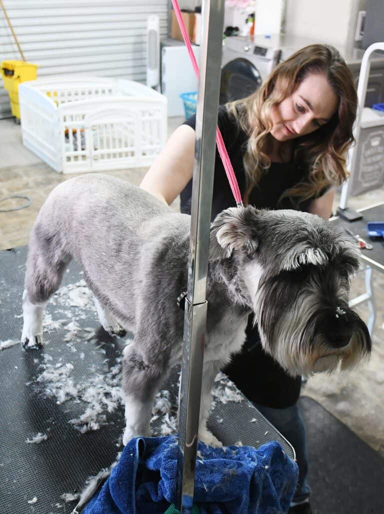Dog groomer brings years of experience to Madera