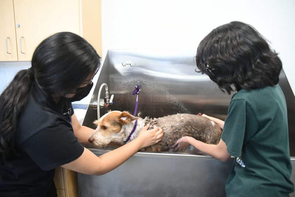 Photo - Elena Robles, left, and Mercedes Gonzalez of Madera FFA bathe Bruno at the dog grooming facility at Madera South High School.