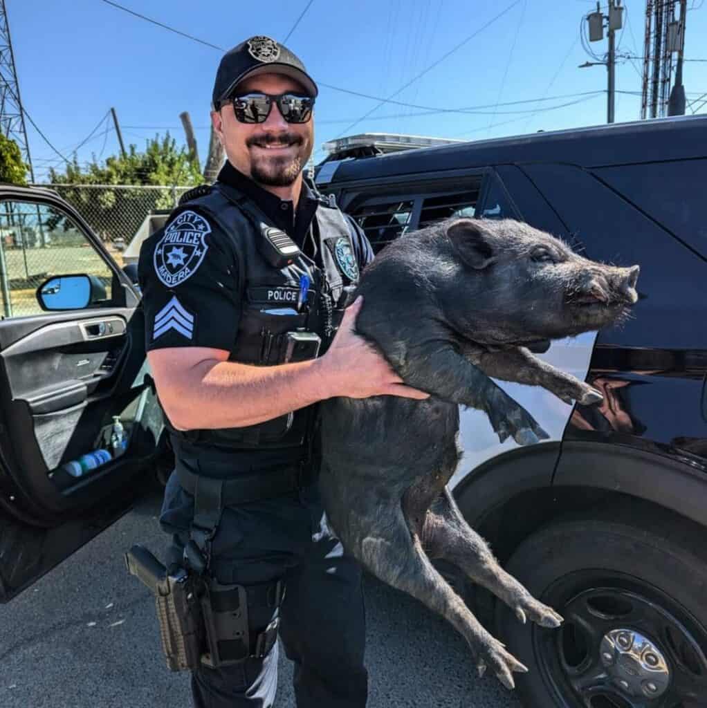 Photo - Madera Police Sergeant Ryan Vasquez carries a trespasser away after it refused to leave a Madera residence.