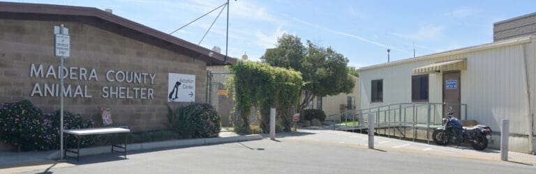 Distemper virus hits Madera animals