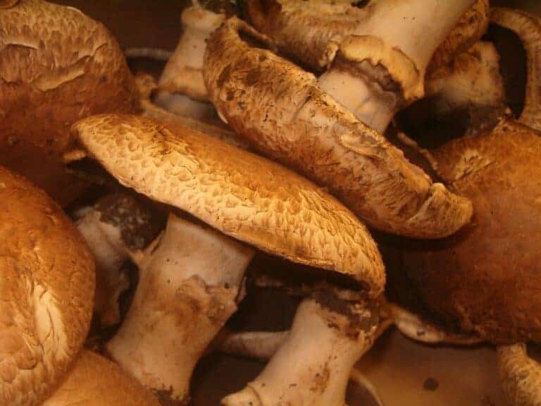 Day for mushrooms; with meat, without