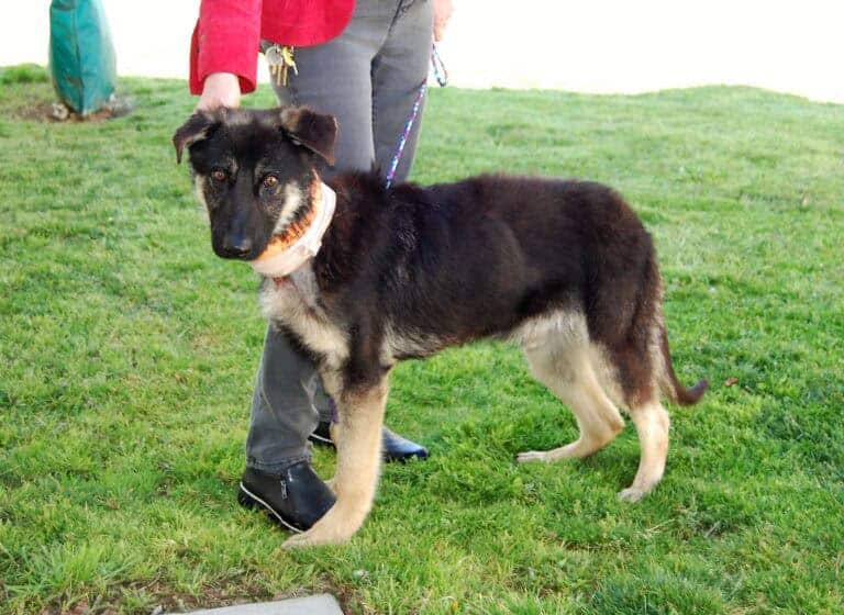 Starved dog rescued