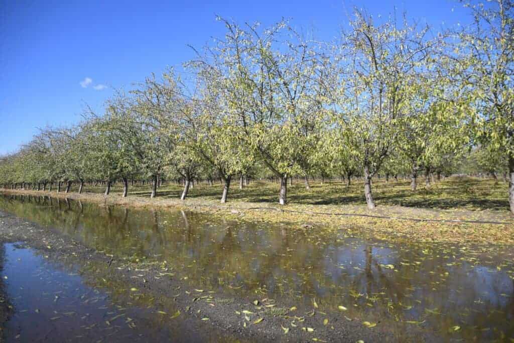 Photo - Standing water, from recent rain puddles, settles along orchards in Madera County.
