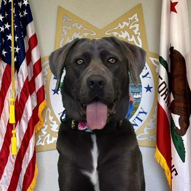 Supervisors meet Callie, the court dog
