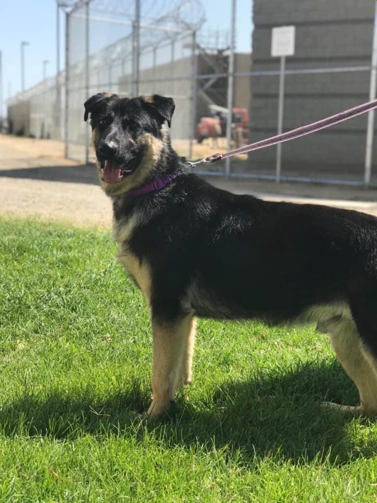 Photo - Stevie, the German Shepherd mix puppy found with a deeply embedded collar poses after grooming in front of the Madera County Animal Shelter this week. The young dog has made a remarkable recovery in foster care and now weighs 75 pounds. Authorities are still looking for information on who might have owned the neglected or abused pup and left him along Avenue 15 to die.