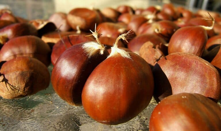 Chestnuts for cooking and snacking