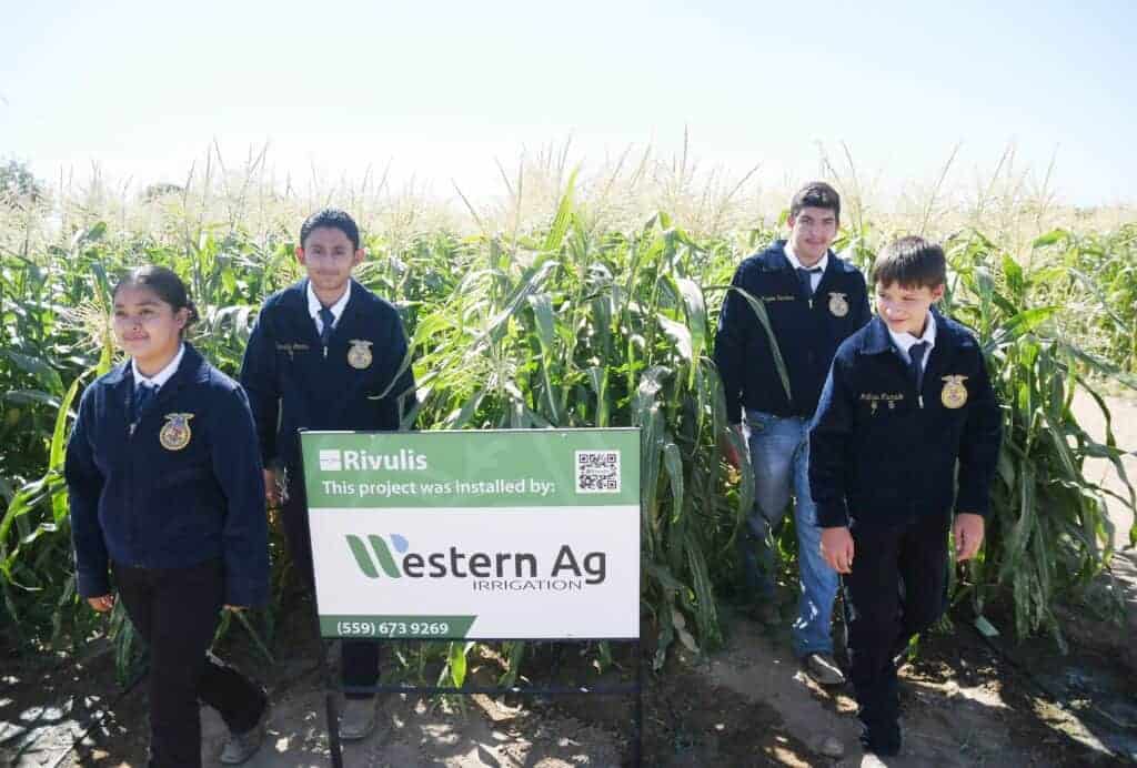 Photo - Madera South High School FFA members from left, Jocelyn Duarte, Oswaldo Montes, Rogelio Sandoval, and Mathew Machado walk through the cornfield they grew on campus and will be harvesting and selling.