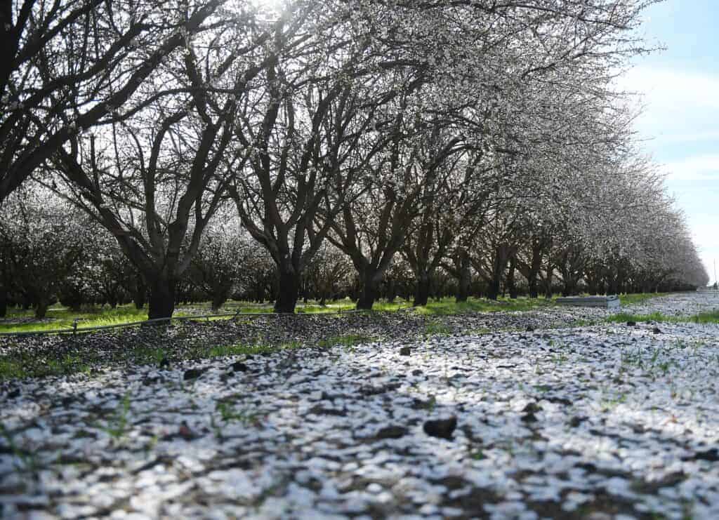 Photo - Recent storms have knocked down blossoms of almond trees throughout Madera County.