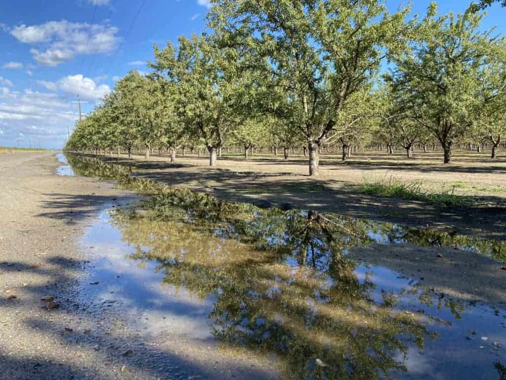 Photo - Standing water could still be found in almond orchards Wednesday afternoon after more than an inch of rain fell earlier this week. The rain caused some farmers to halt harvest for a few days, but they all welcome the wet weather.