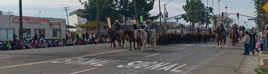 Photo - Local ranchers drive their herds down Robertson Boulevard during the annual Chowchilla Cattle Drive on Friday morning.