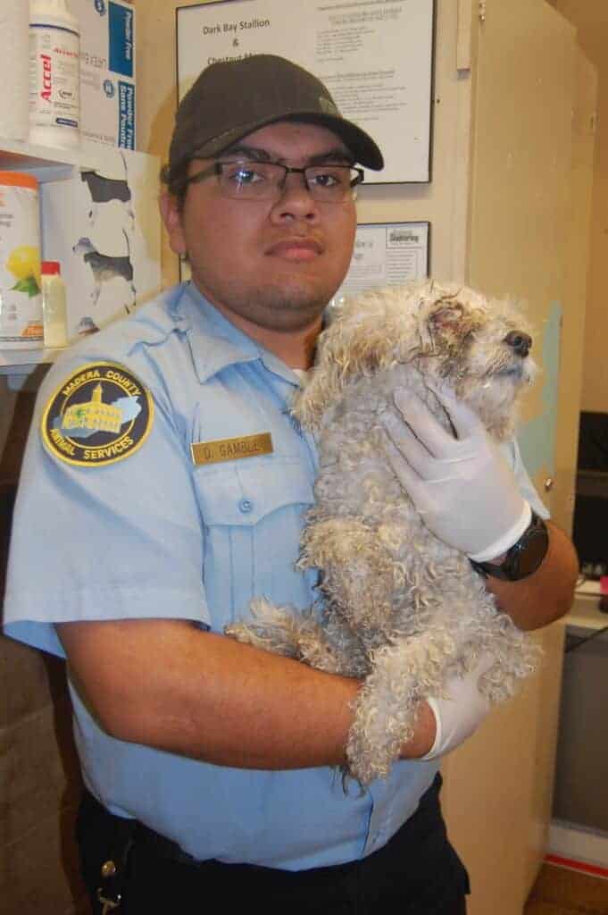 Photo - Animal Control Officer D. Gamble holds a neglected poodle found near Oregon Avenue Tuesday. The dog, now named Cleo, was partially blinded by massive eye infections.