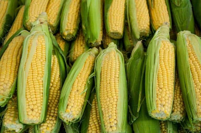 Summer is time for corn