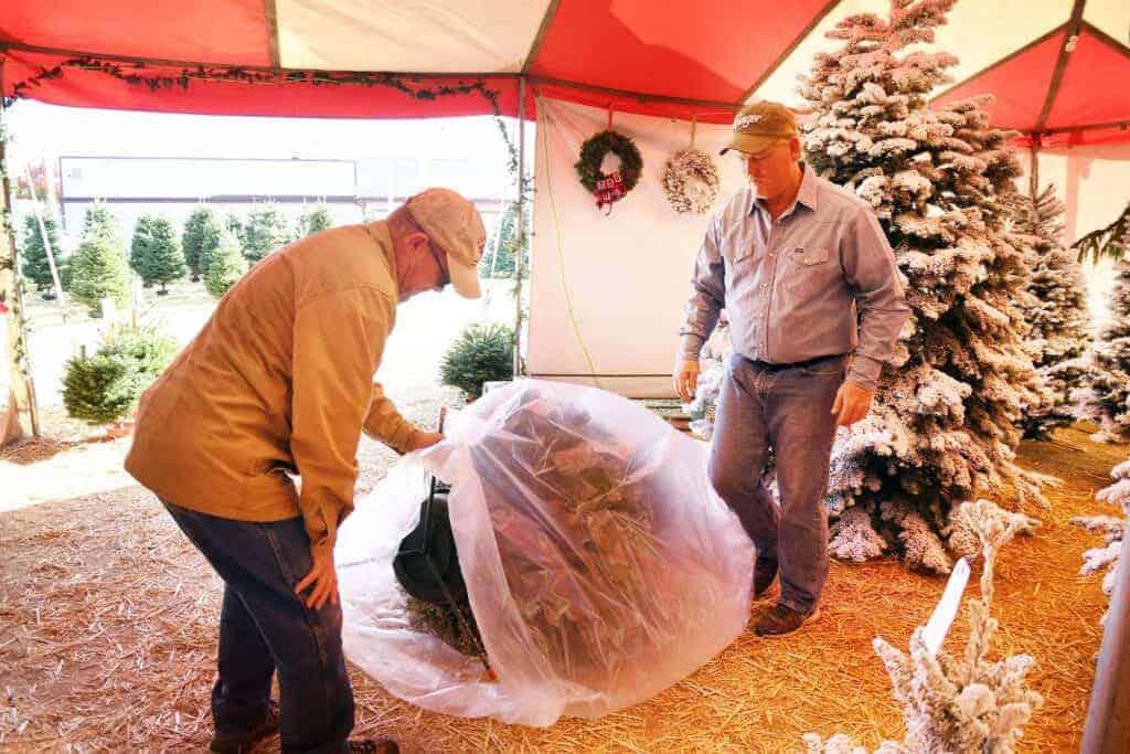 Photo - Dave Baughman, left, helps Bob Hill, co-owner of B&D Holiday Center, wrap a Christmas tree for a customer.