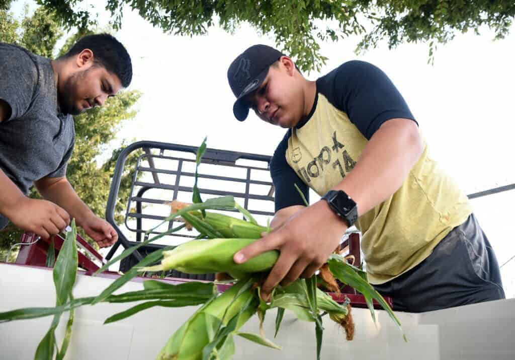 Photo - Miguel Salazar, left, and Angel Reyes of Madera FFA unload at cart of corn in a bin to be sold Monday at the Madera South High ag farm on campus.