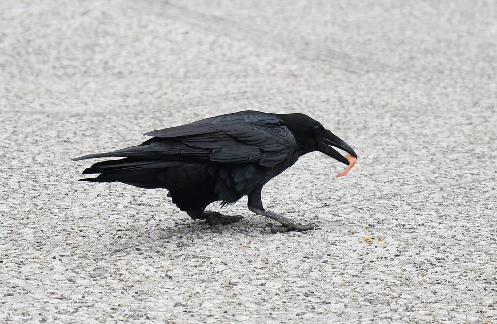 Photo - A crow scavenges for food in Yosemite National Park. Trained falcons are currently being used to rid the city of roosting crows, relocating the birds elsewhere.