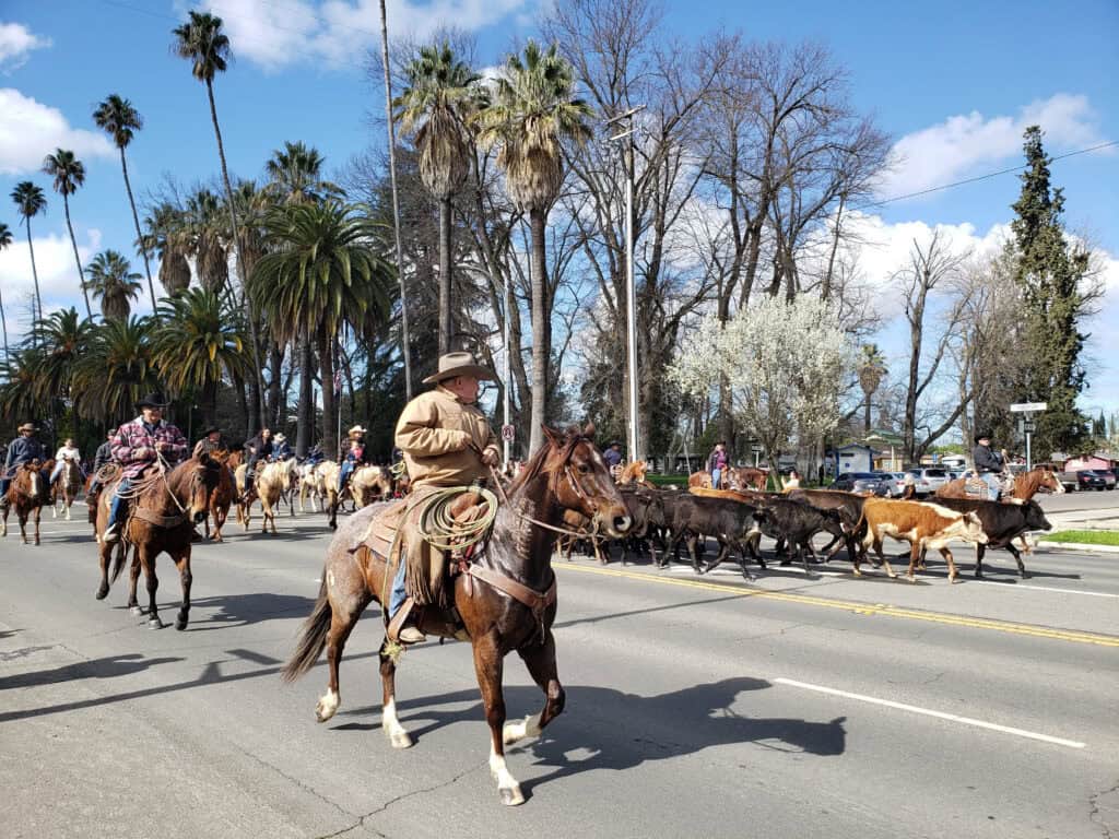 Horse rider leading parade of cattle and horses.