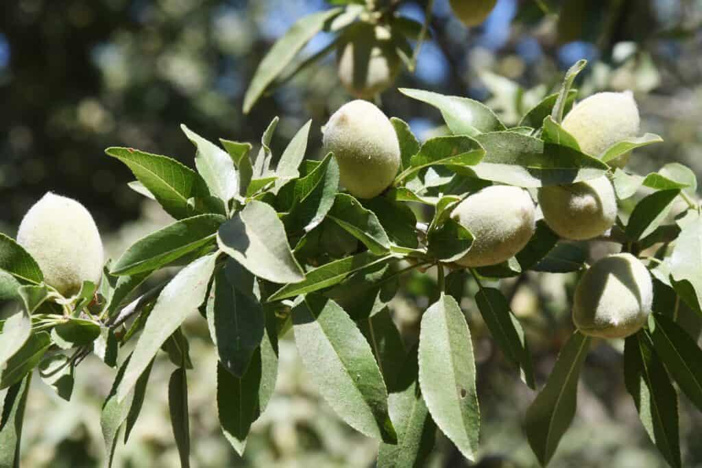 Peach tree with ripening peaches in Madera County orchard.