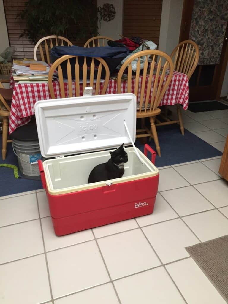 Cat sitting inside a red Igloo cooler in a kitchen setting.