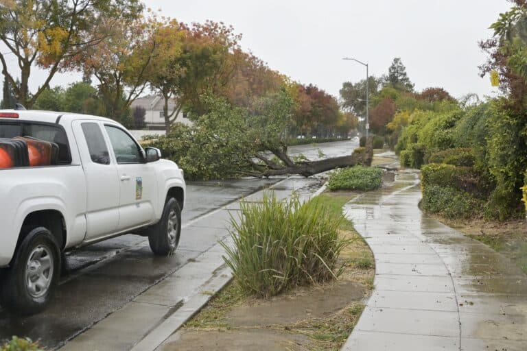 Madera streets cleared after storm uproots trees
