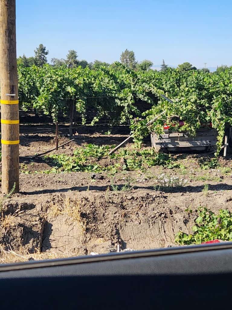 Lush grapevines growing in a vineyard with clear blue sky overhead.