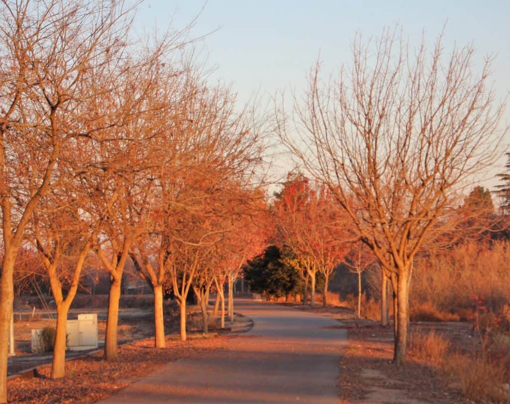 Autumn trees without leaves line a winding pathway at sunset.