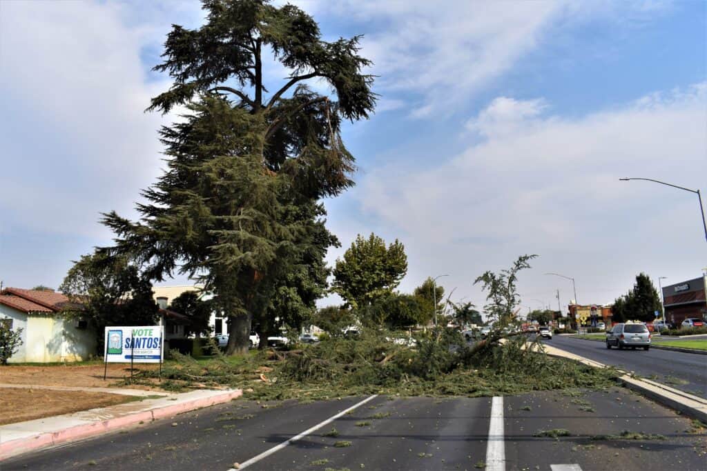 Tree fallen across the street after storm damage, blocking traffic and causing hazards.