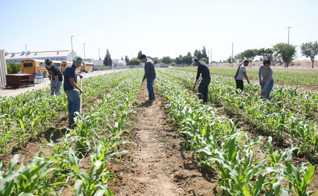 Farmers working in a lush green cornfield in Madera County.