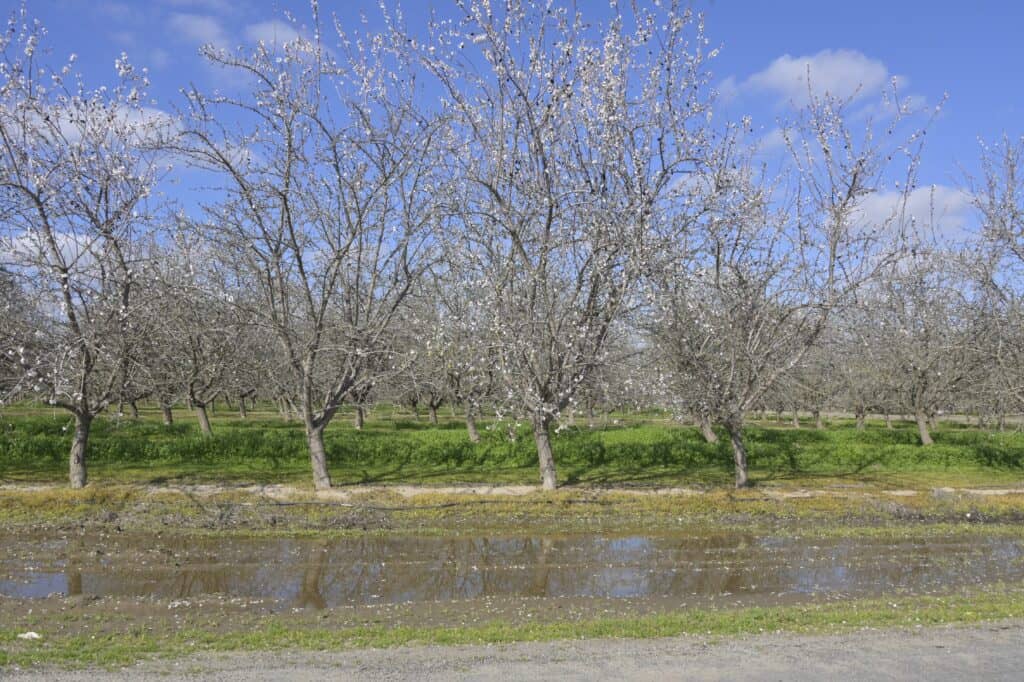 Blooming orchard trees in spring with water reflection and blue sky.