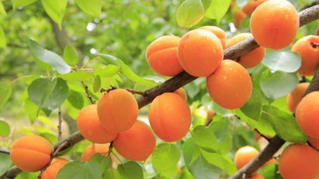 Apricot tree bearing ripe, orange apricots on branches with green leaves.
