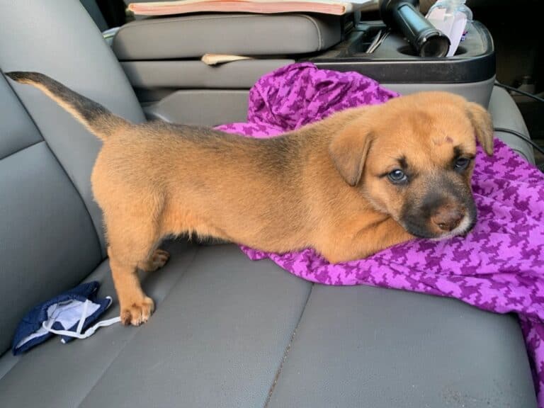 Forces combine to save puppy stuck in pipe