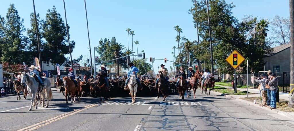 Photo of The Chowchilla community looks on as the annual Western Stampede commences Friday. Hundreds turned out for the cattle drive along Robertson Boulevard. The event, which spans through the heart of downtown Chowchilla, began in 1958.
