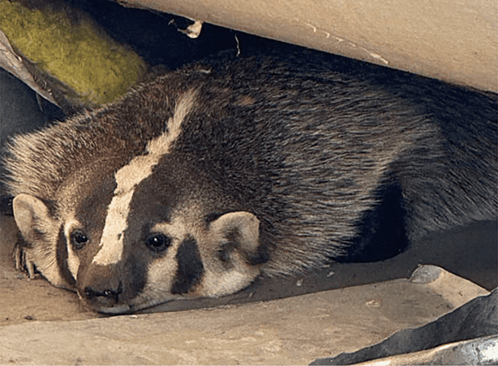 Photo of the Madera High School physical education teachers were surprised to find another student in the Olive Avenue gym Tuesday morning when a young badger was found in the boiler room.