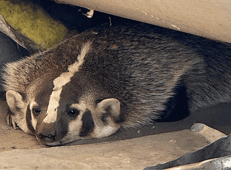 Badger invades Coyote territory