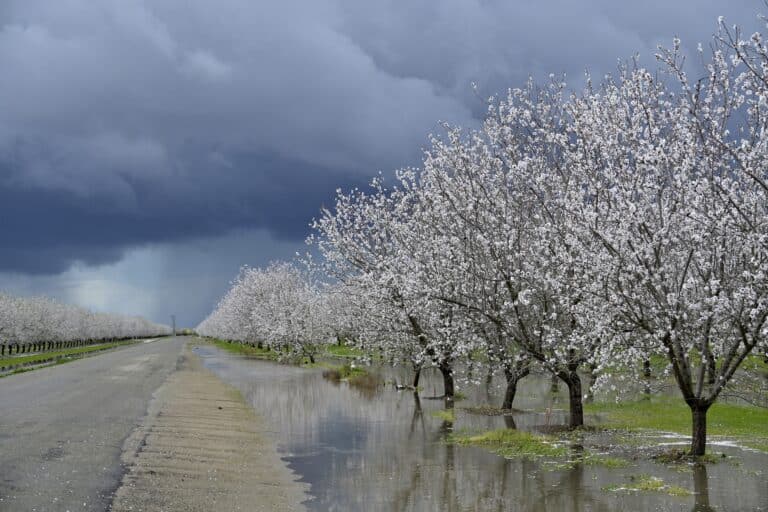 Rain welcome, but hurts farmers