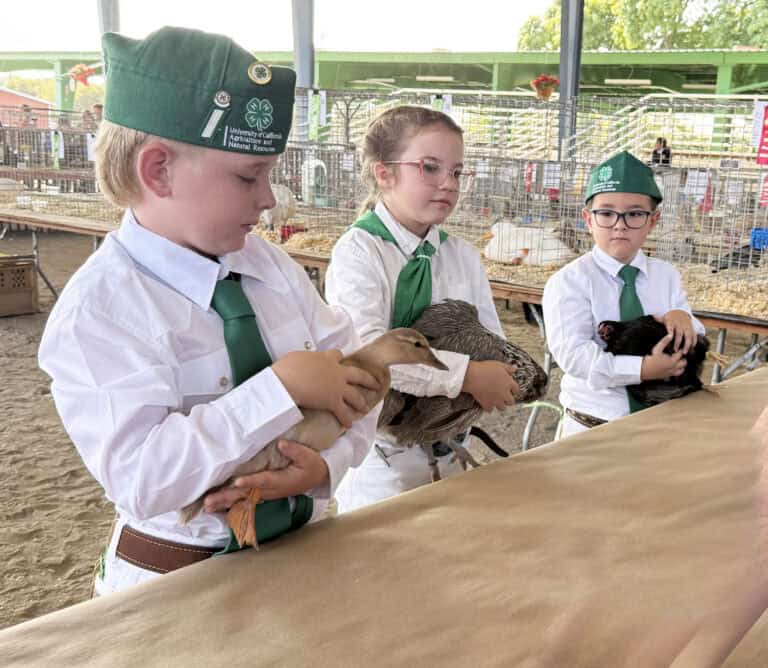Livestock auction returns Saturday