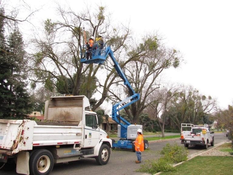 Workers using a bucket lift to trim trees in Madera to protect the urban forest.