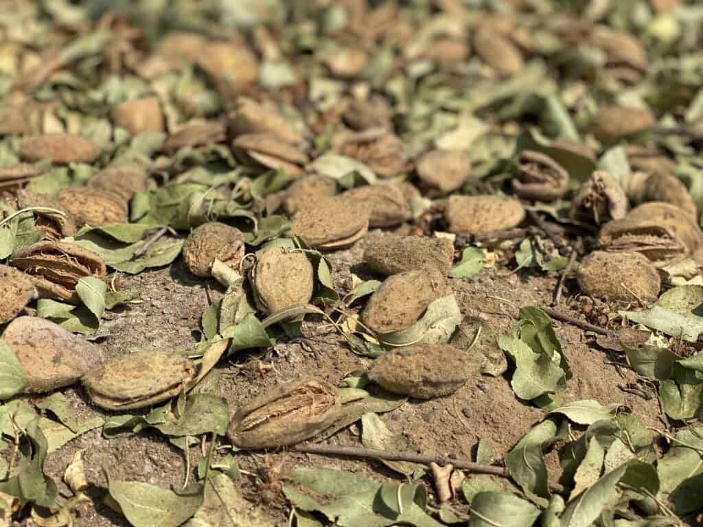 Close-up of almond shells and leaves on the ground in Madera County.