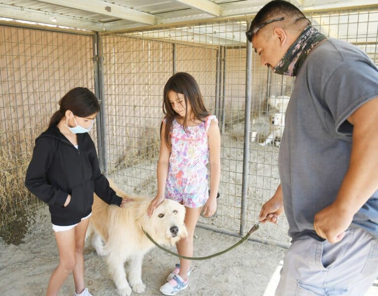 Animals still available for adoption at shelter