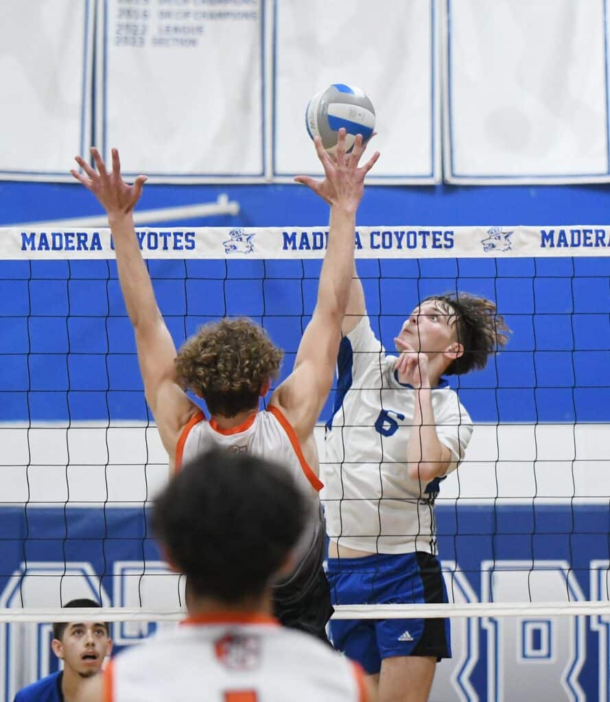 Coyotes player spikes volleyball against opponent at Madera gym.