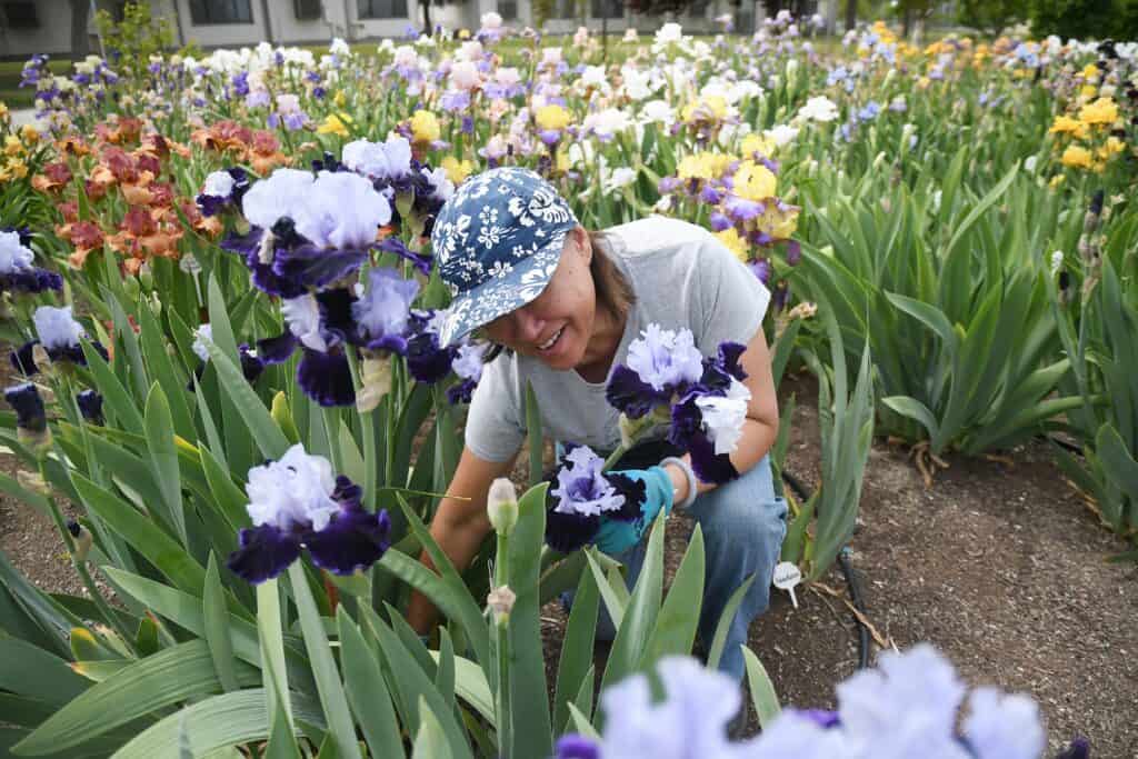 Master Gardeners tending vibrant iris flowers during spring season event.
