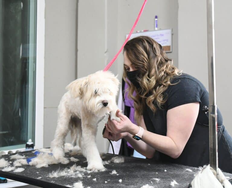 Madera grad opens pet grooming business